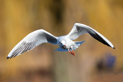 bird