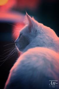 Close-up of cat looking away