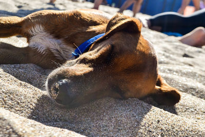Close-up of dog sleeping