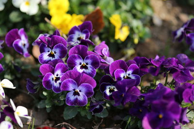 Close-up of purple flowers blooming outdoors