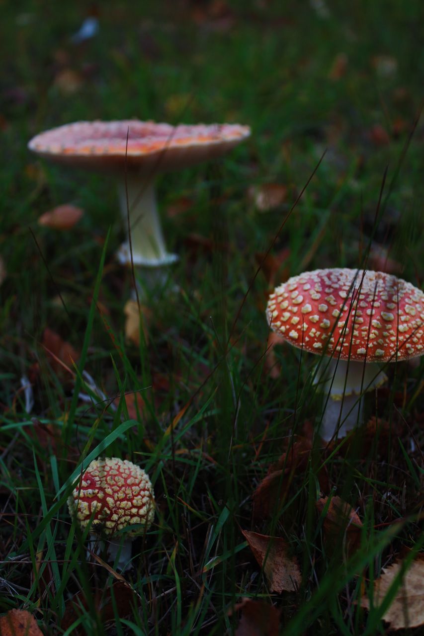 CLOSE-UP OF FLY MUSHROOM