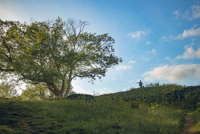 Tree on field against sky