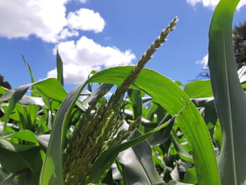 Close-up of fresh green plant against sky