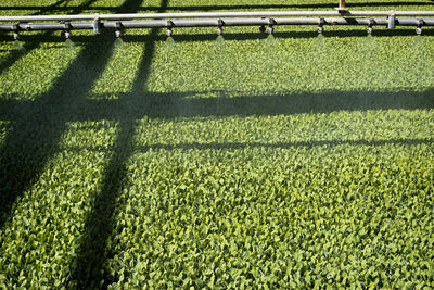 Shadow of tree on field