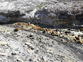 High angle view of lizard on rock