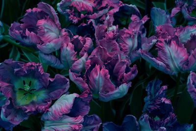 Full frame shot of purple flowering plants