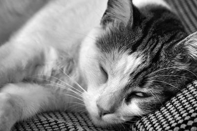 Close-up of cat sleeping