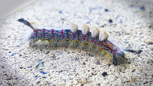 Close-up of insect on sand