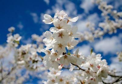 Close-up of cherry blossoms against sky