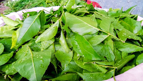 Close-up of green leaves