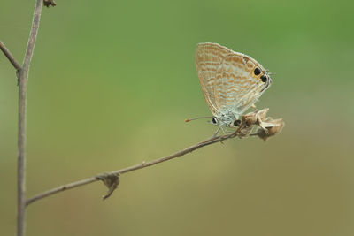 Close-up of butterfly perching on leaf