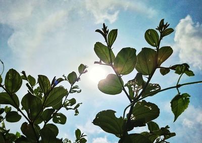 Low angle view of tree against sky