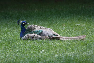 Close-up of peacock on field