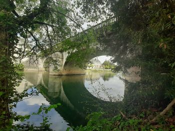 Reflection of trees in lake