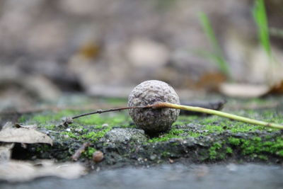 Close-up of snail on ground