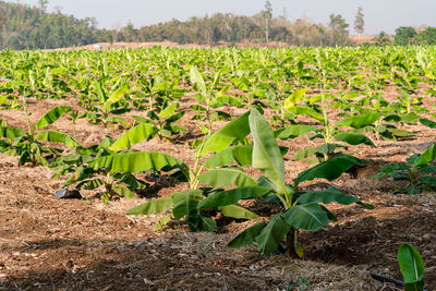 Plants growing on field