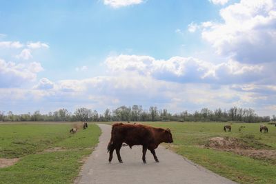 Horses in a field