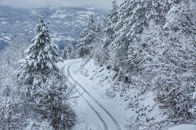 Snow covered plants by road