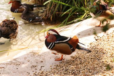 Ducks swimming in water