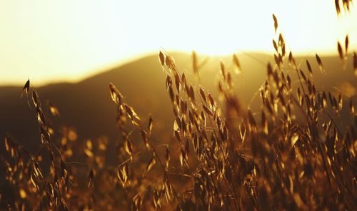 Close-up of wheat field against sky during sunset