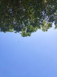 Low angle view of tree against clear blue sky