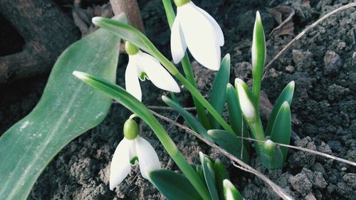 Close-up of white flowers