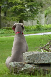 Dog sitting on grass