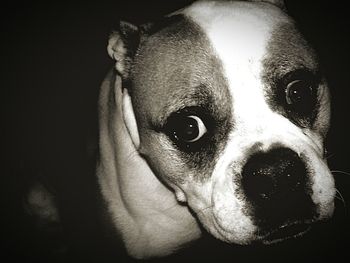 Close-up portrait of a dog