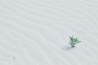 High angle view of plant on white sand