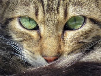 Close-up portrait of cat