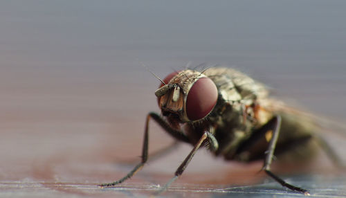 Close-up of fly