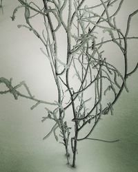 Bare trees against the sky