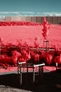 Red flowering plants by empty chairs against sky