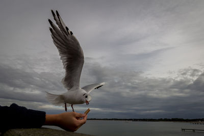 Low angle view of seagull flying against sky