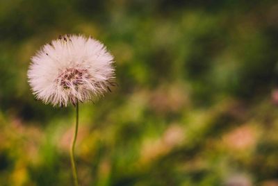 Close-up of dandelion flower