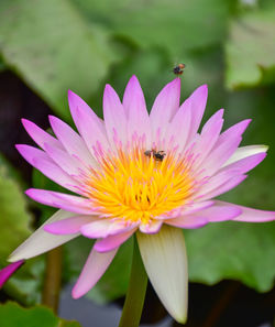 Close-up of bee pollinating flower