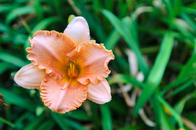 Close-up of white day lily flower