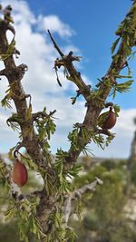 Low angle view of fruits on tree against sky