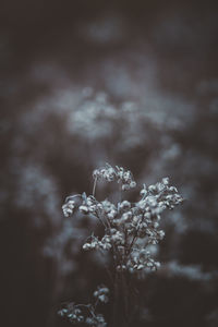 Close-up of snow on plant against sky