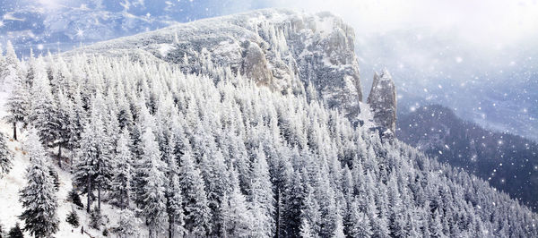 Panoramic view of pine trees during winter