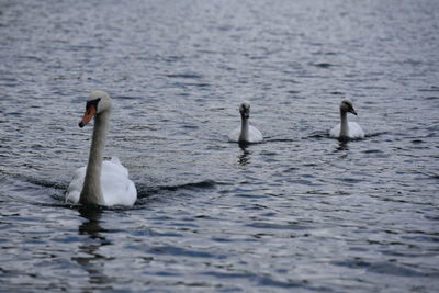 Ducks swimming in lake