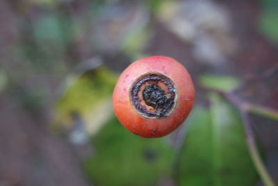 Close-up of strawberry on plant