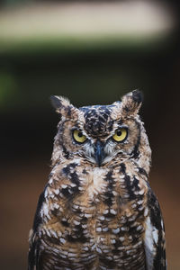 Close-up portrait of owl