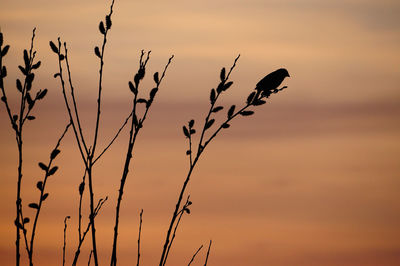 Silhouette bird perching on a branch