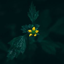 Close-up of yellow flowering plant