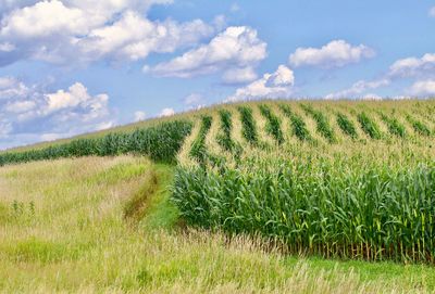 Scenic view of wheat field against sky