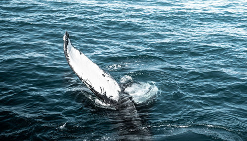 High angle view of swimming in sea