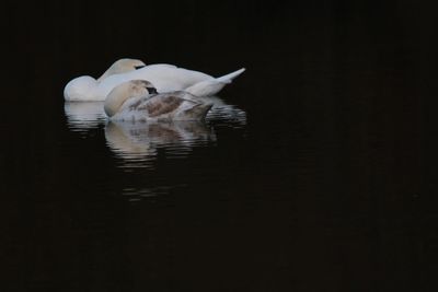 Swans swimming in lake