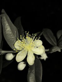 Close-up of white flowering plant against black background