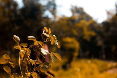 Close-up of plant growing outdoors